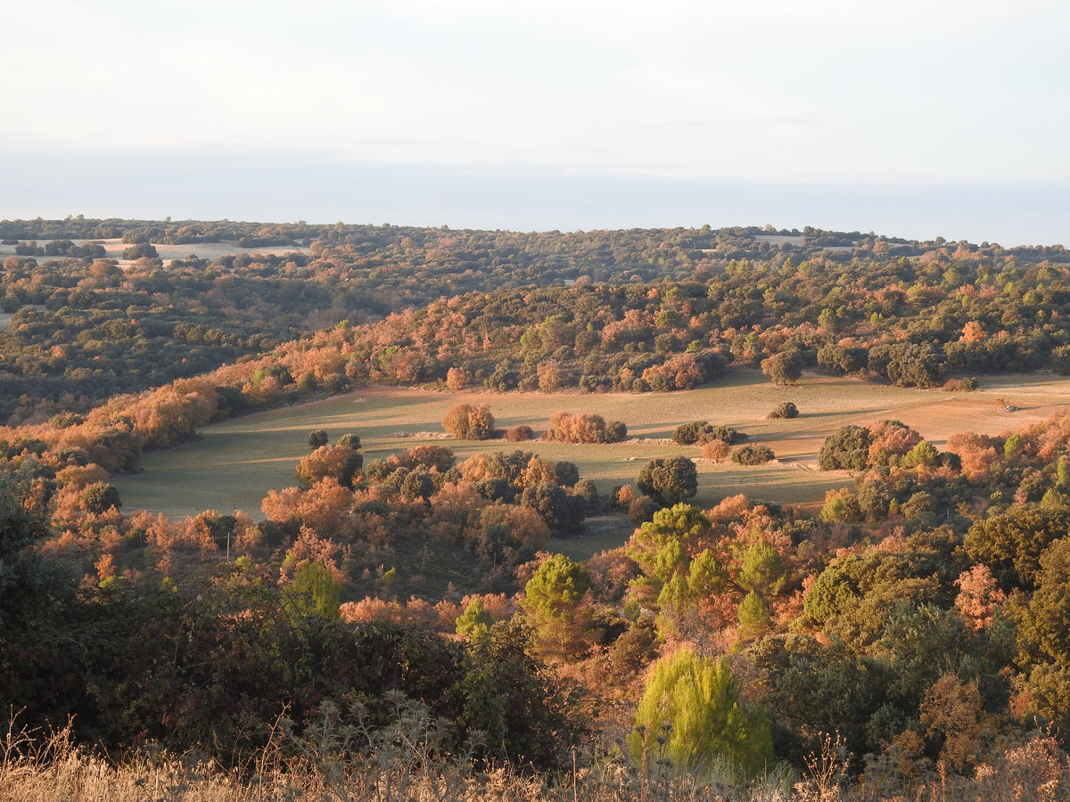 Paisaje de campo en otoño